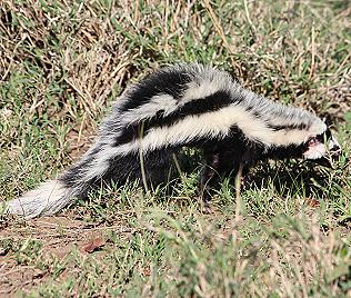 Zorilla oder Bandiltis (Ictonyx striatus)